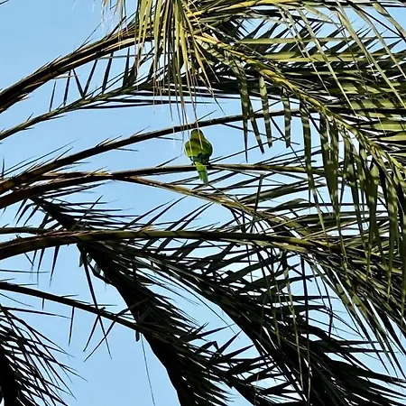 Beachfront 아파트 *