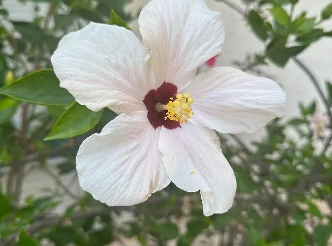 Beachfront * Marbella