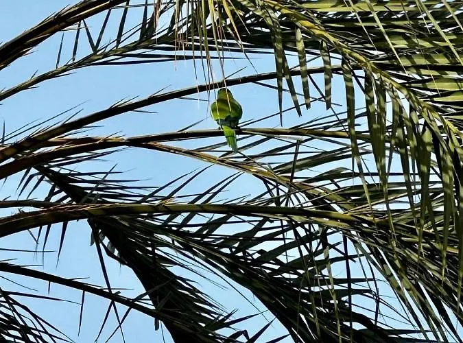 Beachfront Apartament *